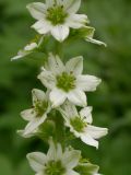 Veratrum dahuricum