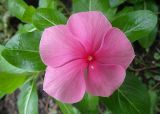 Catharanthus roseus