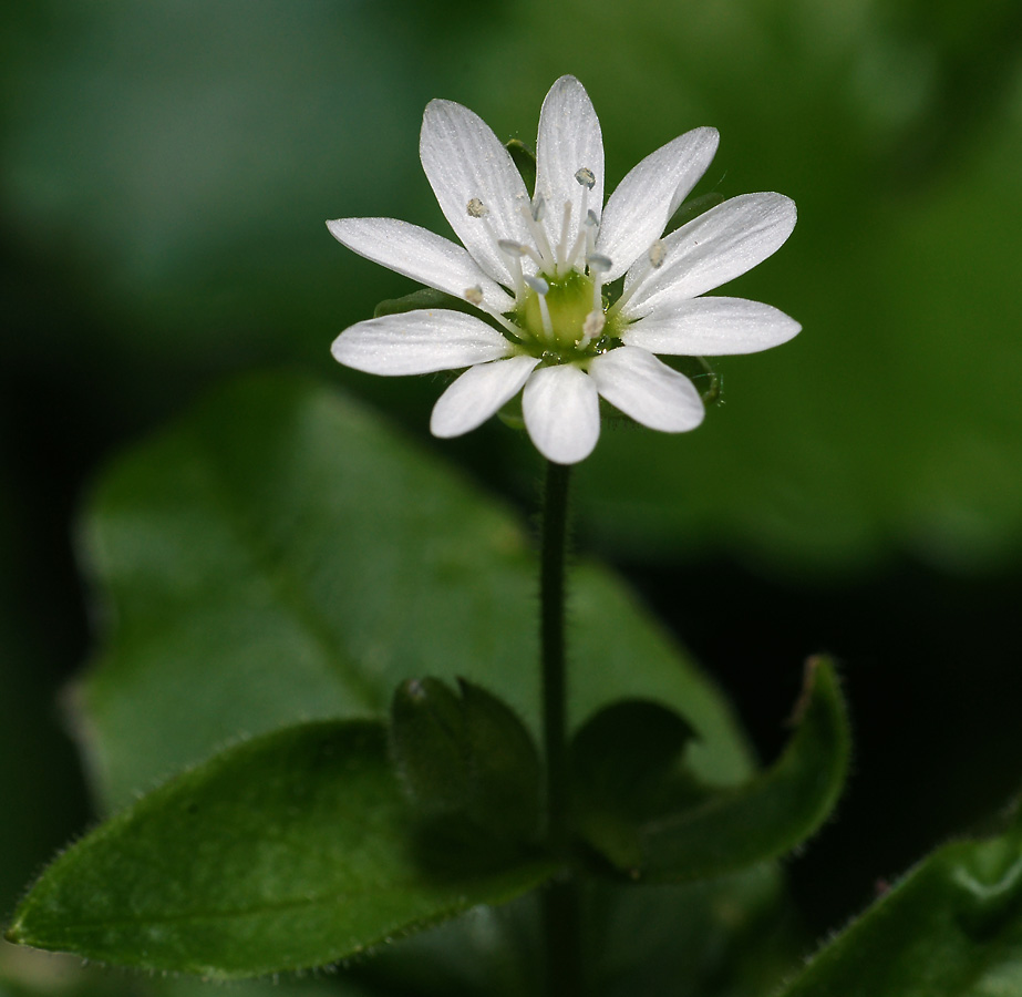 Изображение особи Myosoton aquaticum.