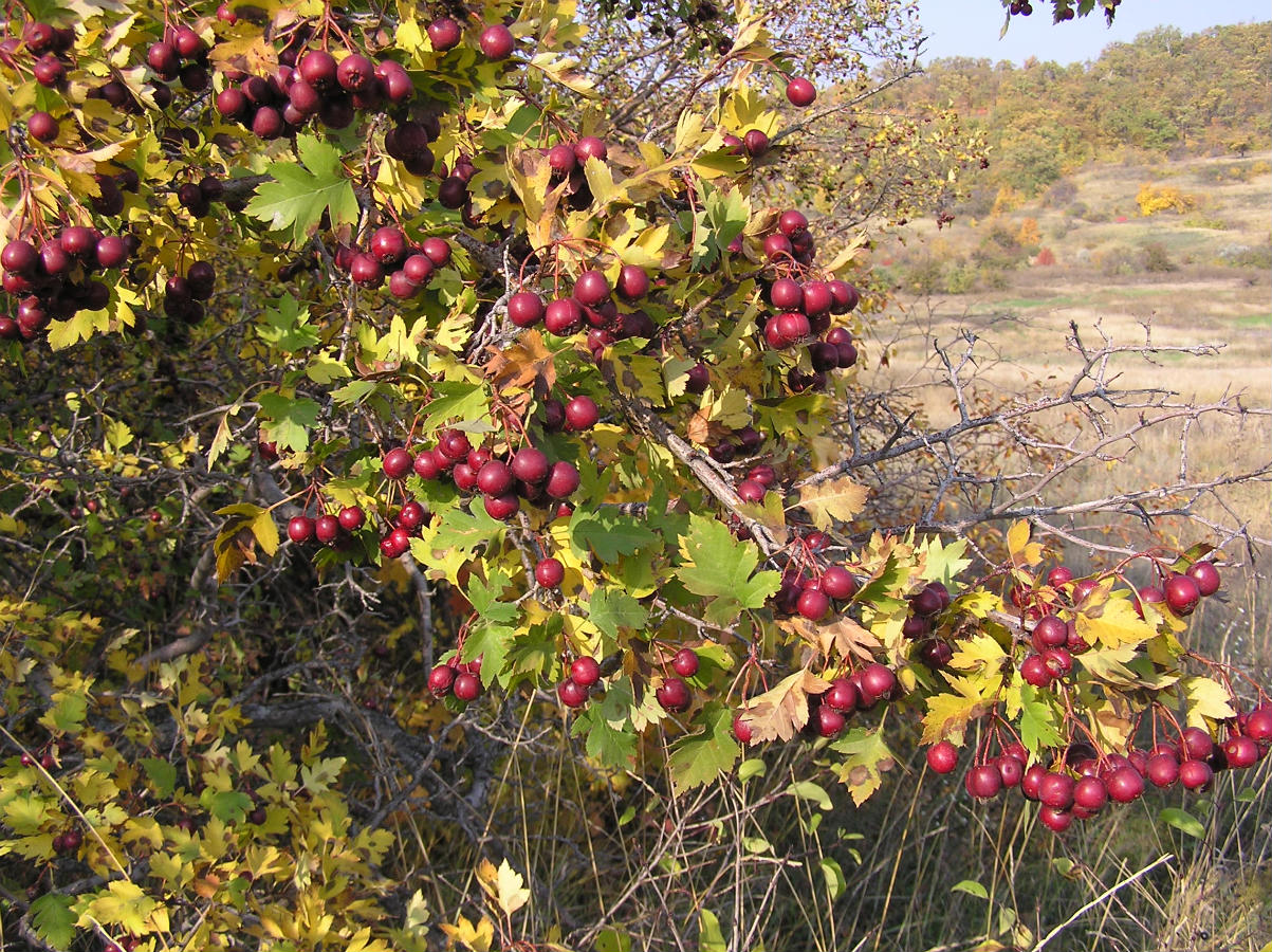 Изображение особи Crataegus volgensis.