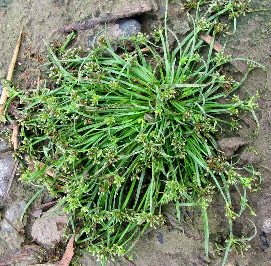 Image of Cyperus fuscus specimen.