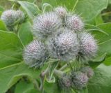 Arctium tomentosum