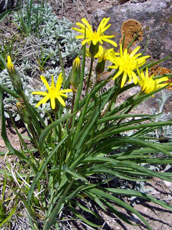 Изображение особи Scorzonera radiata.