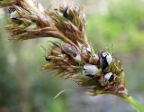 Carex leporina. Часть соплодия, поражённого головнёвыми грибами (Ustilaginales). Архангельская обл., Вельский р-н, окр. ст. Солга, вырубка в сыром лесу. 12.08.2012.