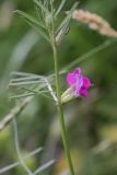 Vicia angustifolia. Часть побега с цветками. Испания, Страна Басков, Бискайя, Сеанури (Zeanuri), обочина дороги. 06.06.2012.