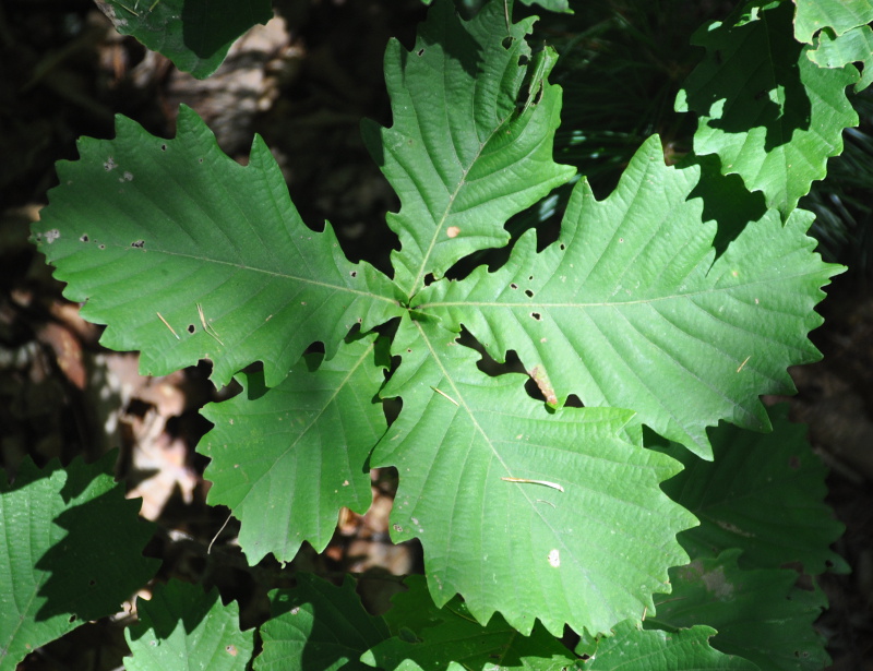 Изображение особи Quercus mongolica.