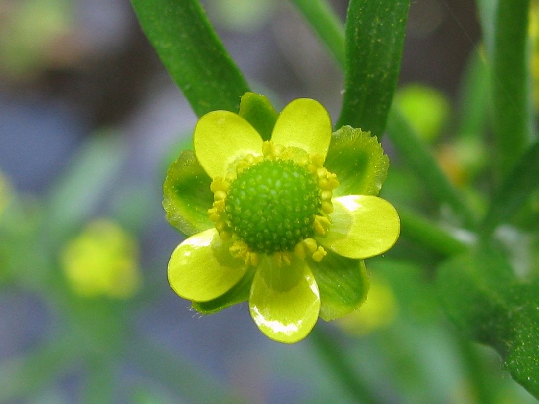 Изображение особи Ranunculus sceleratus.