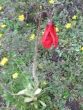 Meconopsis punicea