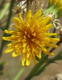 Hieracium robustum