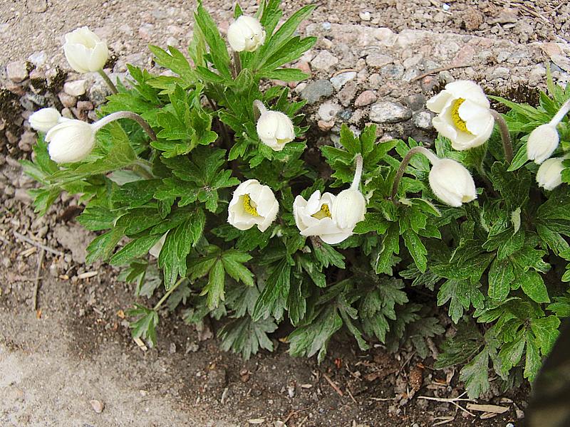 Изображение особи Anemone sylvestris.