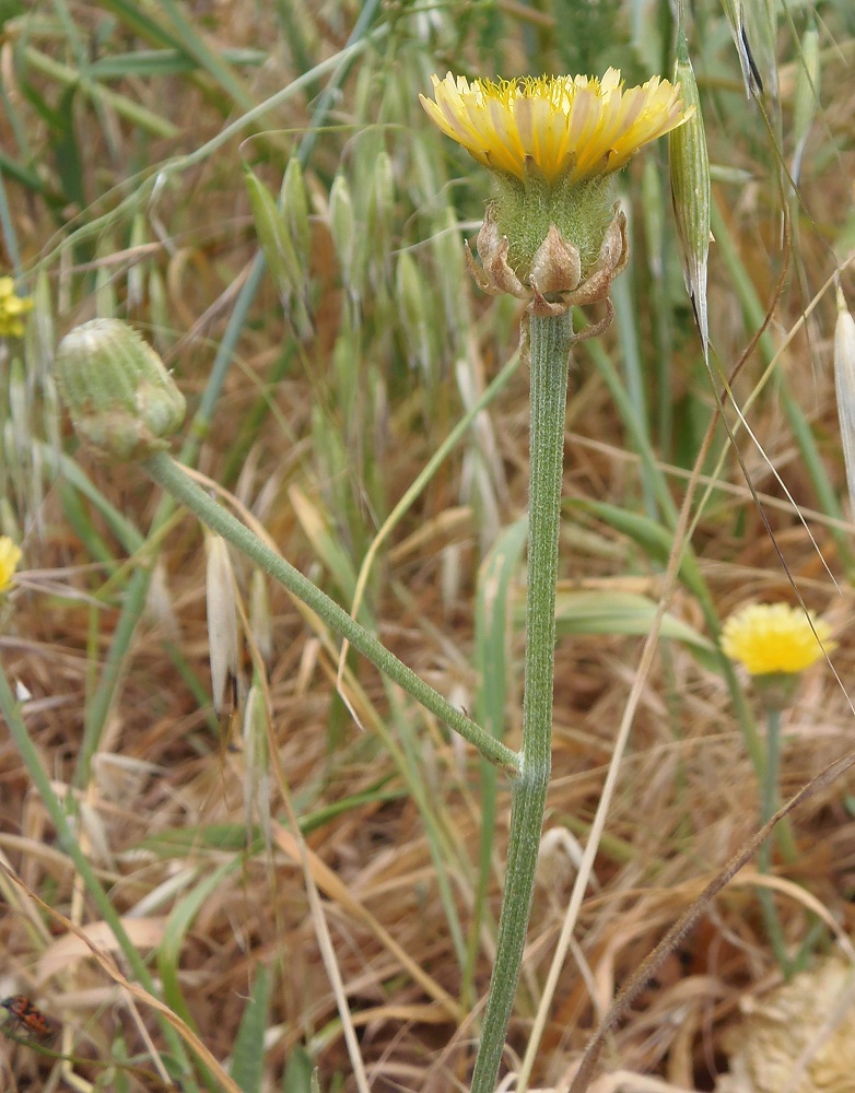 Изображение особи Crepis alpina.