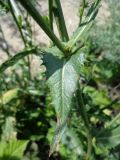 Cichorium intybus. Часть побега. Краснодарский край, окр. г. Анапа, сухой луг. 07.07.2013.