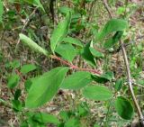 Lonicera pallasii