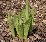 Veratrum dahuricum. Молодые побеги. Приморский край, Спасский р-н, окр. с. Хвалынка. 06.05.2013.