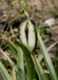 Tulipa tarda