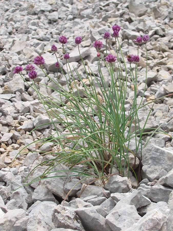 Image of Allium nathaliae specimen.