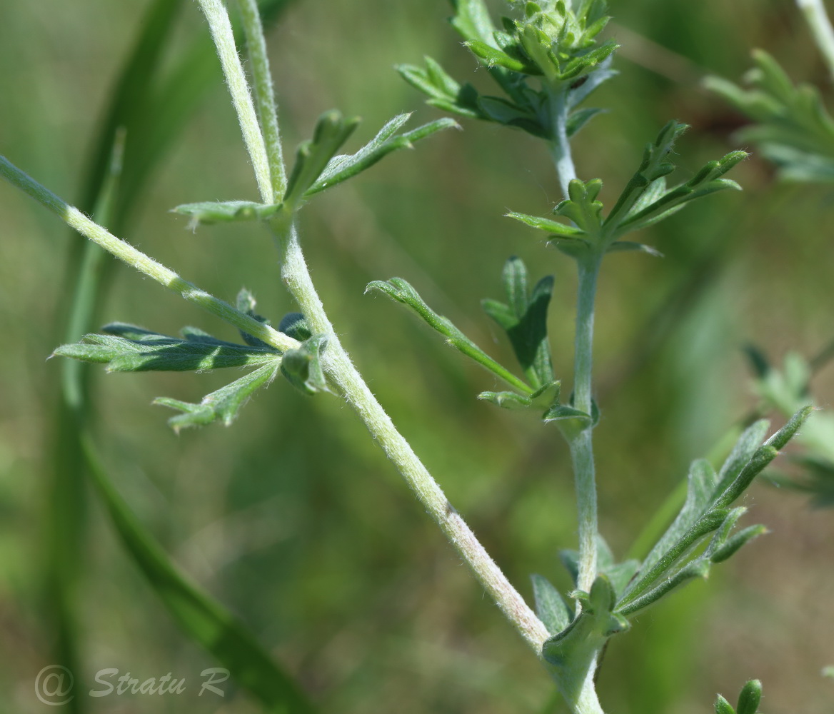 Изображение особи Potentilla argentea.