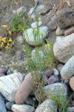 Erysimum hieraciifolium