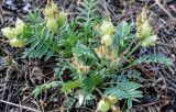 Oxytropis caespitosa. Растение с плодами. Республика Бурятия, окр. г. Улан-Удэ, долина р. Верхняя Берёзовка, каменисто-щебнистый склон. 26.05.2015.