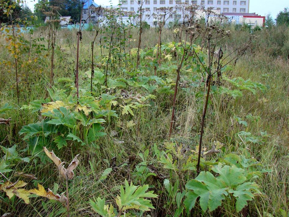 Изображение особи Heracleum dissectum.