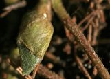 Asarum europaeum