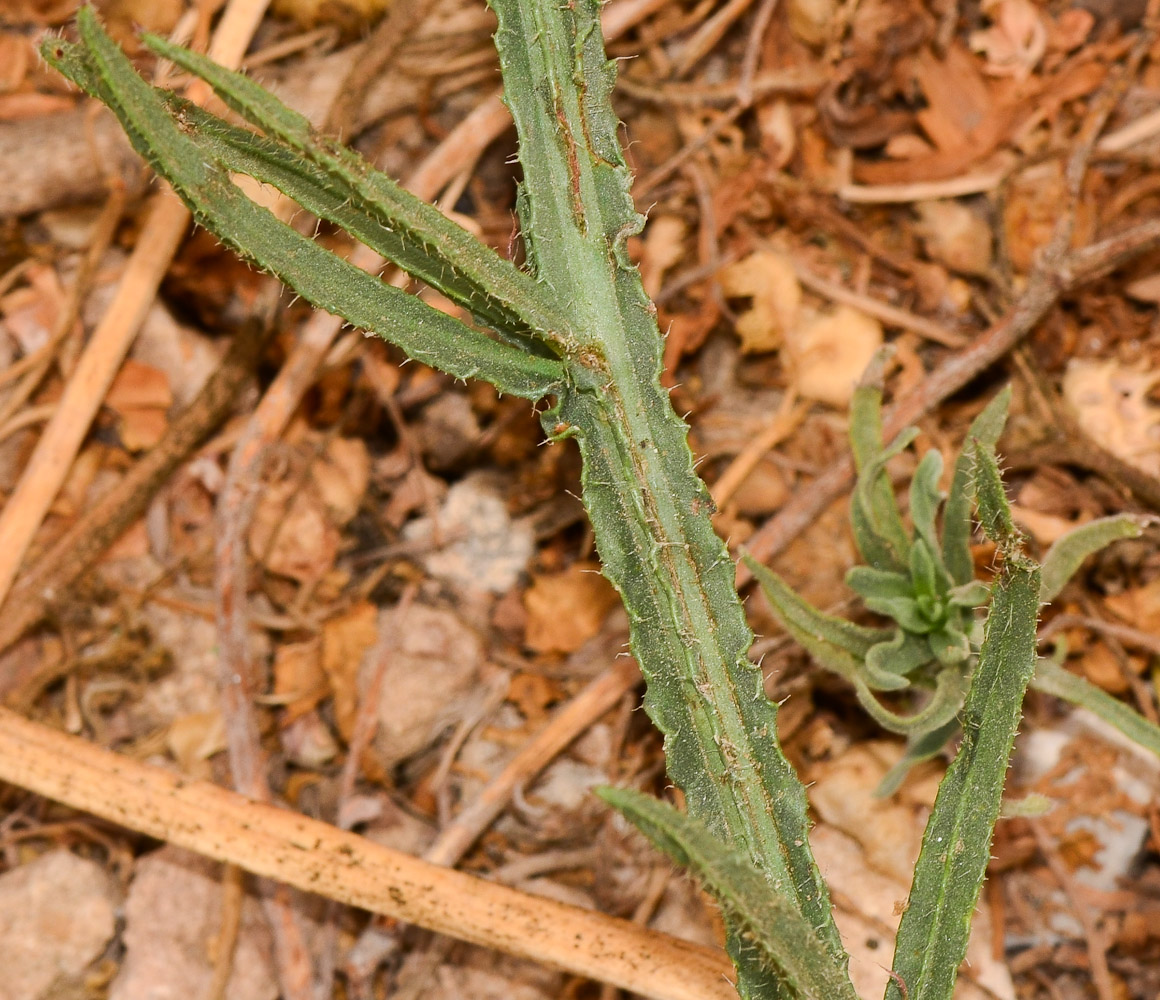 Изображение особи Limonium sinuatum.