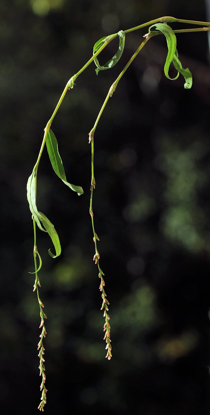 Image of Persicaria foliosa specimen.