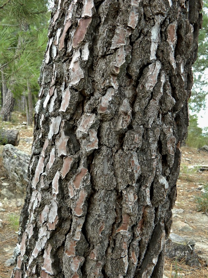 Изображение особи Pinus nigra.