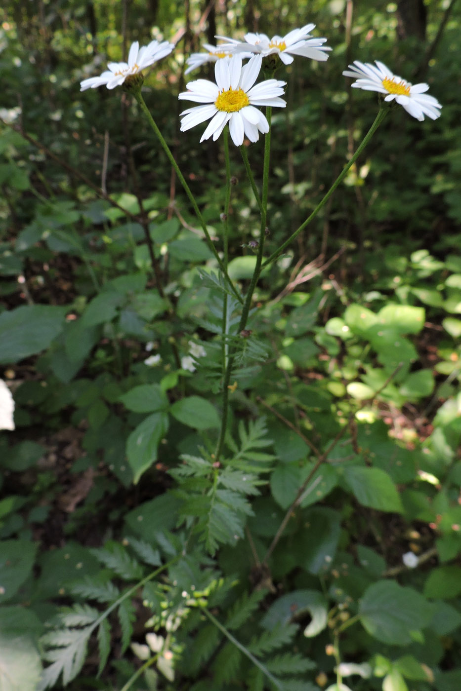 Изображение особи Pyrethrum corymbosum.