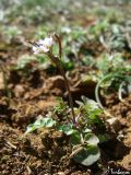 Cardamine hirsuta. Цветущее и плодоносящее растение. Крым, Байдарская долина, окр. с. Кизиловое. 02.04.2010.