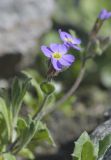 Aubrieta × cultorum. Побег с цветками. Мурманск, МАГУ, в культуре. 16.06.2016.