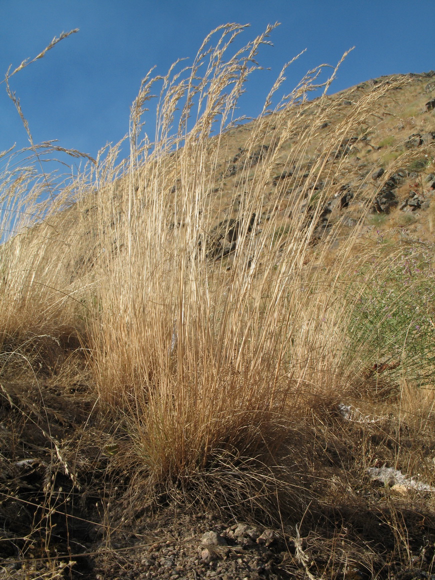 Image of Festuca valesiaca specimen.