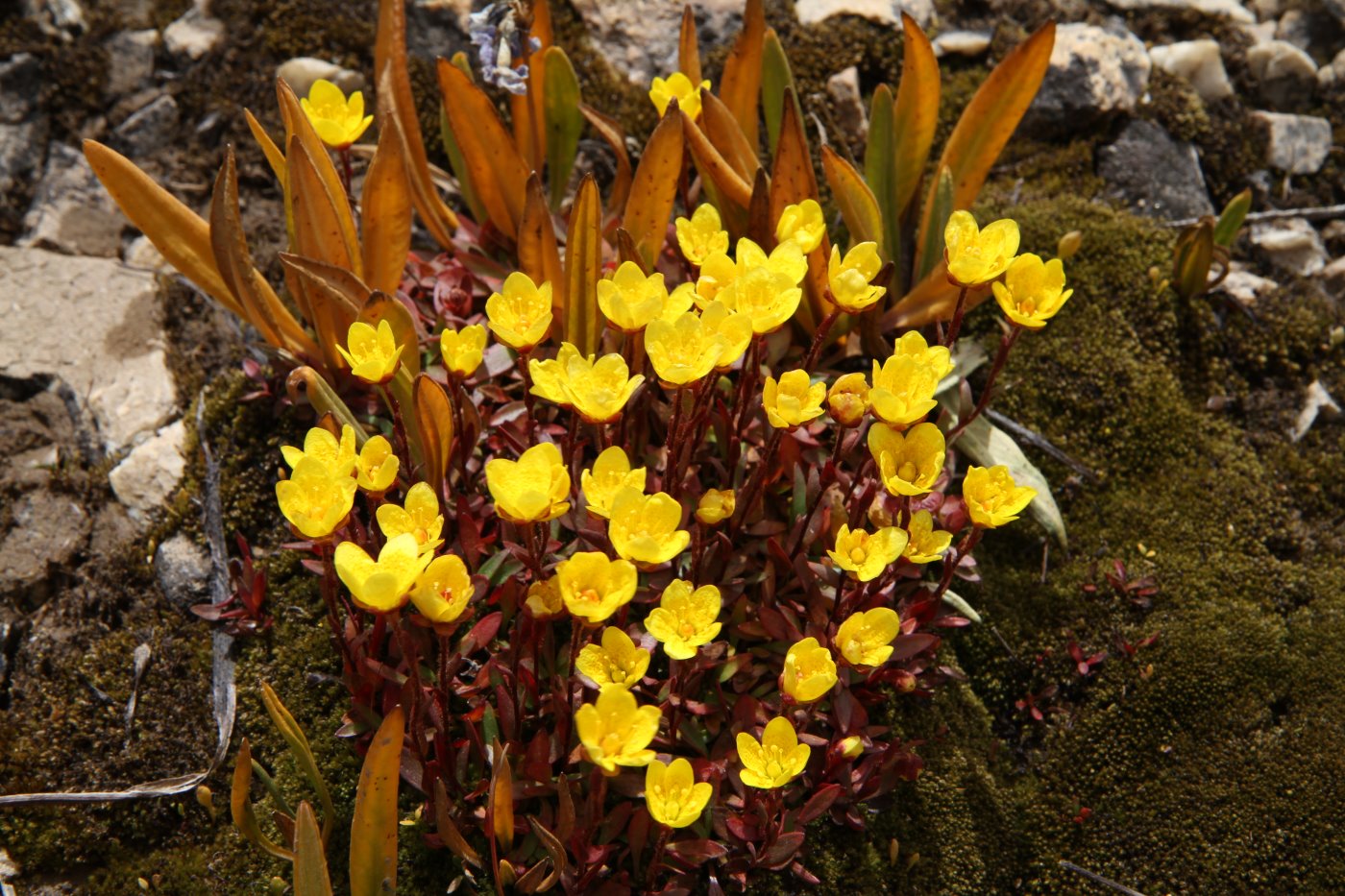 Изображение особи Saxifraga hirculus.