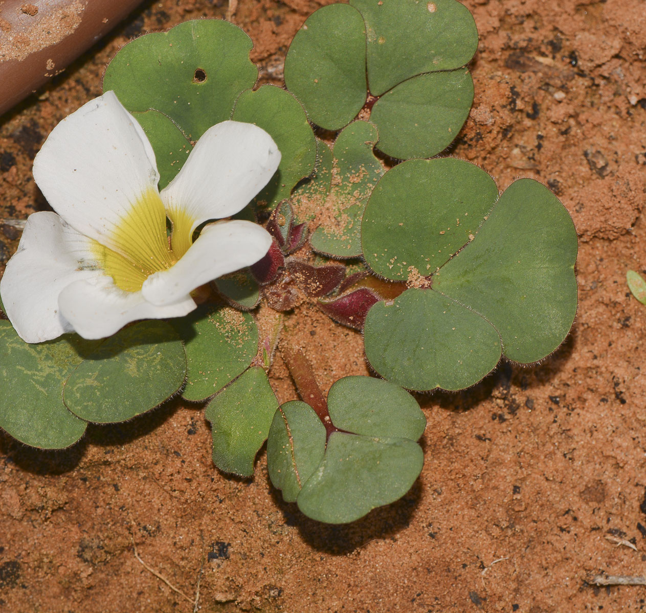 Изображение особи Oxalis luteola.