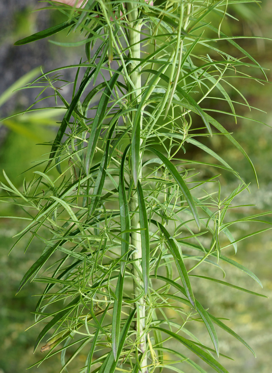 Изображение особи Linaria vulgaris.