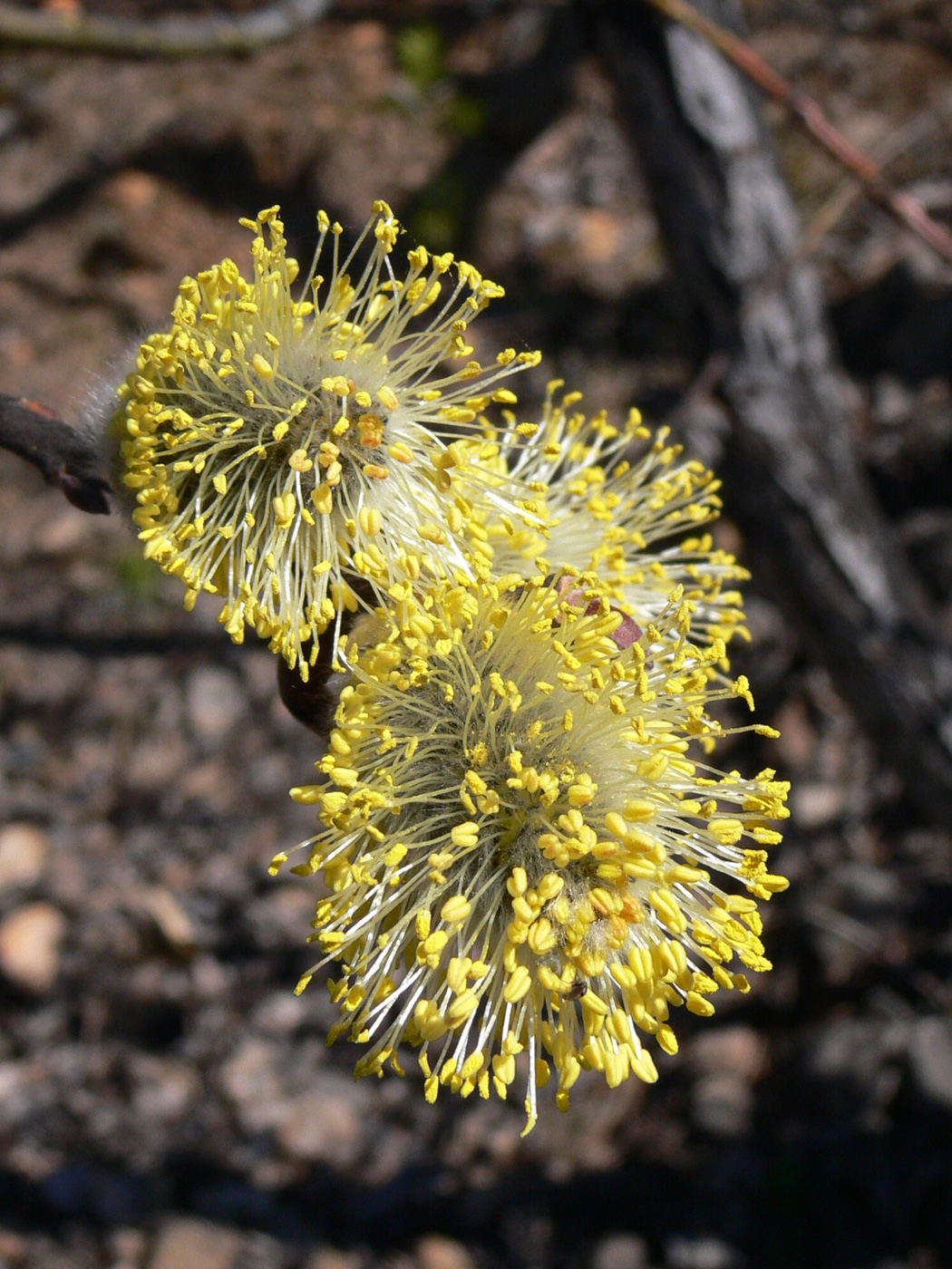 Изображение особи Salix caprea.