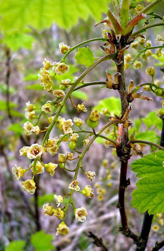 Изображение особи Ribes spicatum.