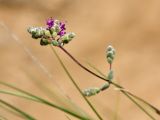 Origanum microphyllum. Верхушка побега с соцветием. Греция, о-в Крит, ном Ханья (Νομός Χανίων), дим Платаньяс (Δήμος Πλατανιά), горный массив Лефка Ори (Λευκά Όρη), урочище Ксилоскало (Ξυλόσκαλο), ≈ 1300 м н.у.м, глинистый склон в кипарисовом редколесье. 28 июня 2017 г.