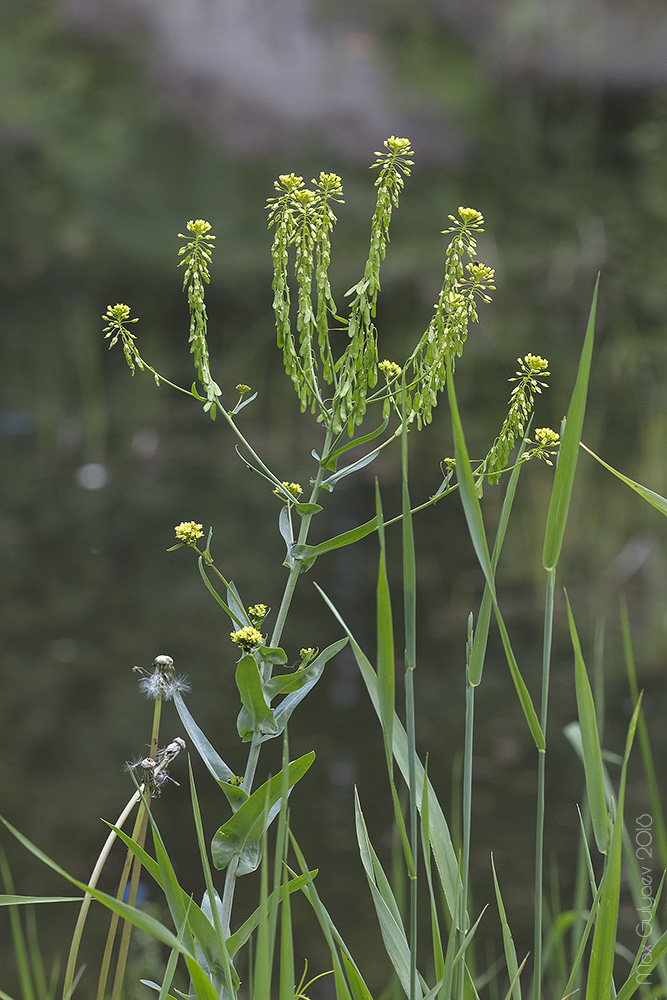 Изображение особи Isatis campestris.