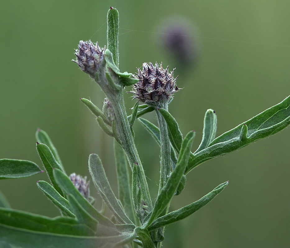 Изображение особи Centaurea scabiosa.