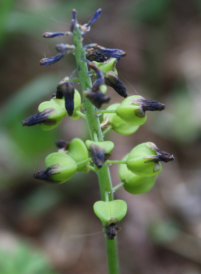 Image of Muscari neglectum specimen.