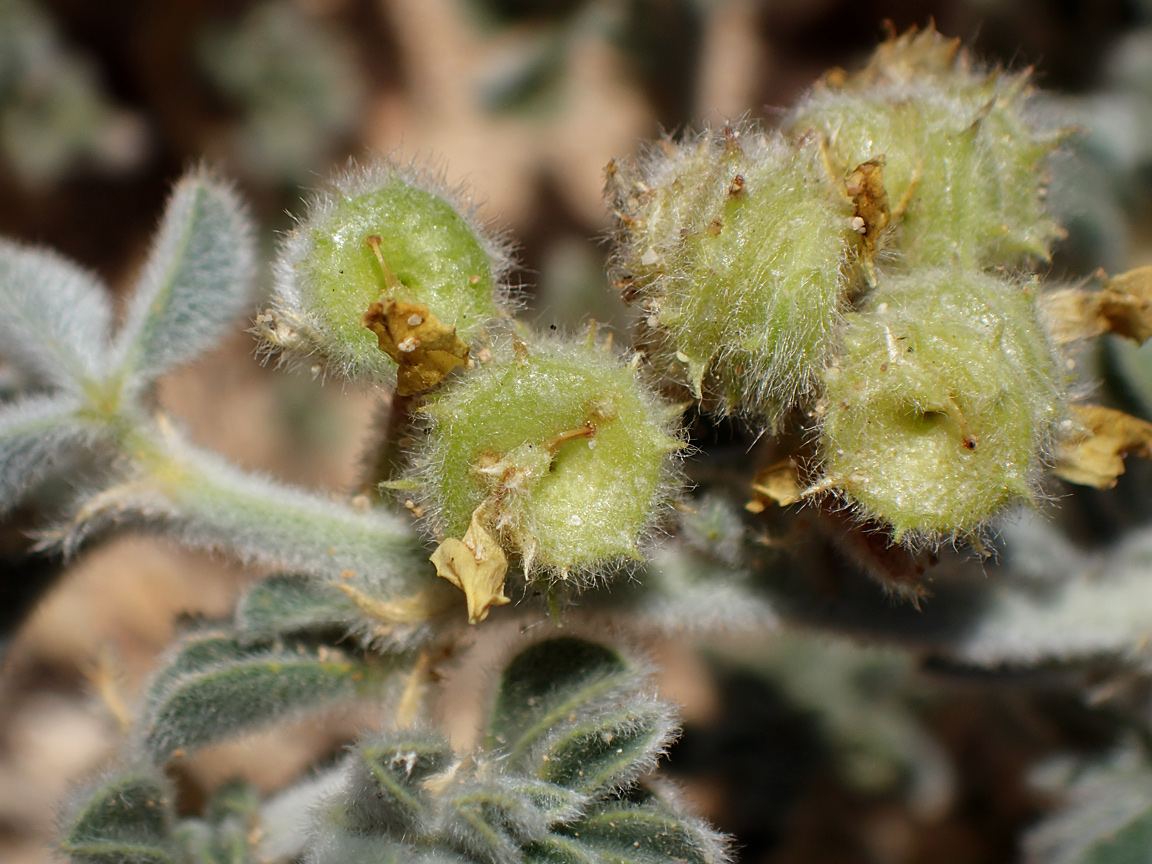 Image of Medicago marina specimen.