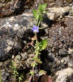 Convolvulus siculus