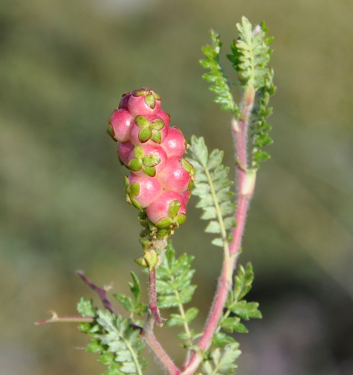 Изображение особи Sarcopoterium spinosum.