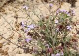 Matthiola longipetala ssp. livida