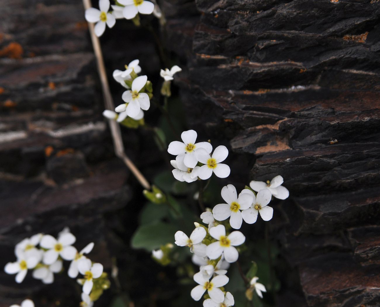 Изображение особи Arabis caucasica.