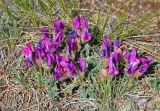 Oxytropis intermedia