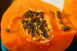 Carica papaya