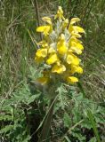 Phlomoides speciosa