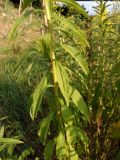 Solidago canadensis